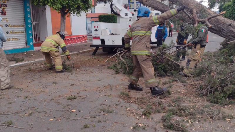 Reportan caída de al menos 15 árboles y un espectacular por fuertes vientos, en Texcoco 