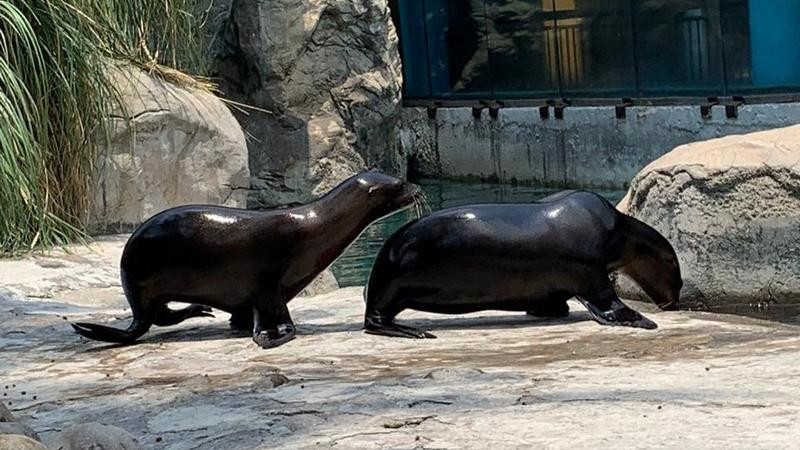 Avanza en Senado prohibir espectáculos con mamíferos marinos en México 
