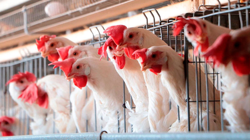  México levanta cuarentena tras casos de gripe aviar en dos granjas de Sonora 