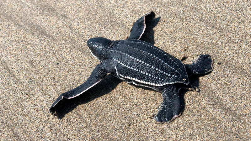 Extranjeros matan una tortuga tras invadir campo tortuguero en BCS para llegar rápido a casas 