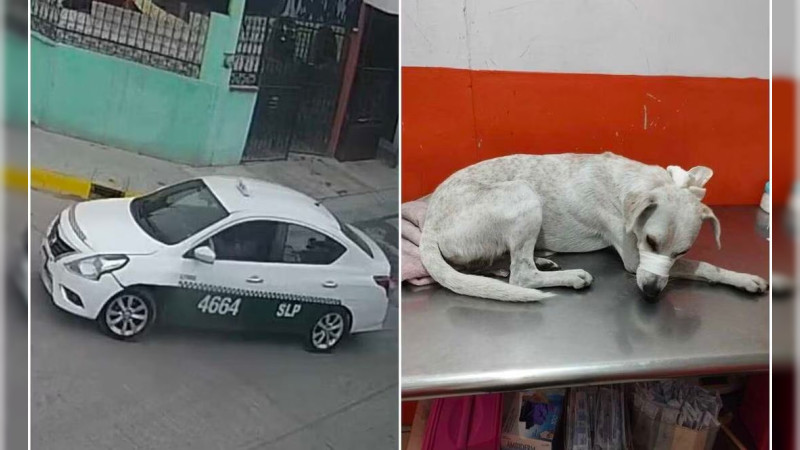 Taxista atropella y deja sin vida a lomito en San Luis Potosí; se exige justicia 