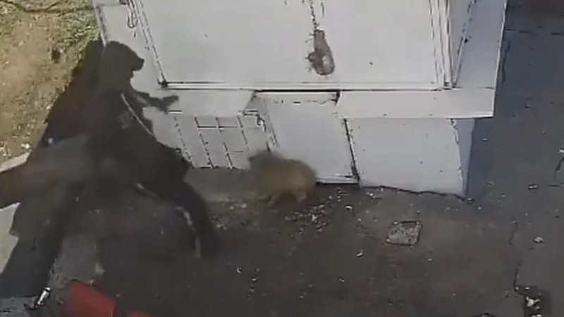 Tras golpear a ‘Taquito’, agresor se disculpa y asume gastos del perrito 