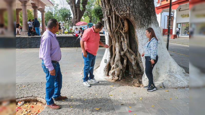 Gobierno de Uruapan intervendrá en el arbolado vulnerable del Centro Histórico
