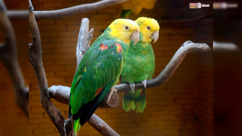 En invierno, cuida a las aves con estas recomendaciones del Zoo de Morelia