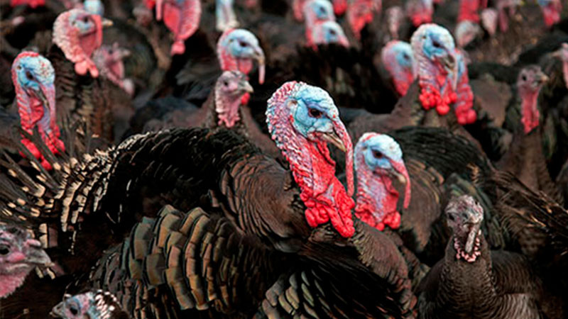 En Alemania, sacrifican más de 11 mil pavos tras detectar gripe aviar  