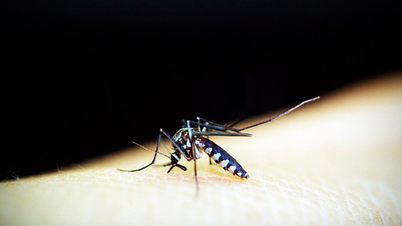Aumenta a 11 cifra de muertes por dengue, en Yucatán 