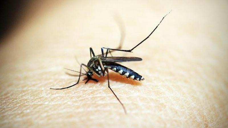Sube a 32 el número de muertes por dengue en Morelos 