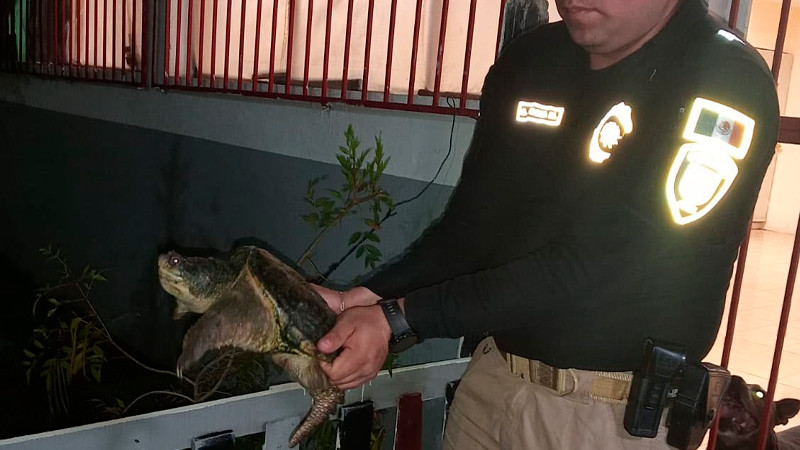 Rescatan a tortuga en peligro de extinción que deambulaba en calles de CDMX 