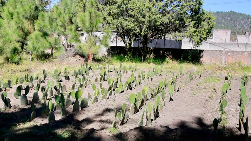 Telesecundaria de Zinapécuaro crea proyectos para mejorar alimentación