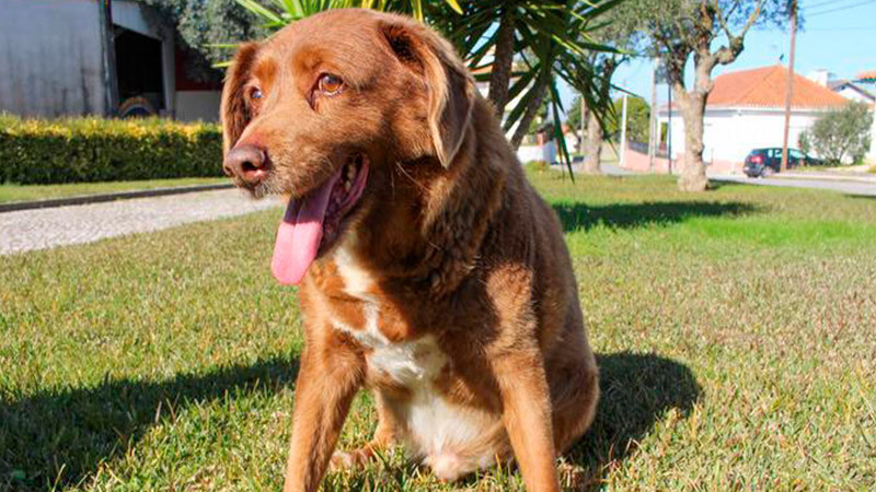 En Yucatán, dueño encierra a perrito en automóvil por más de dos horas 
