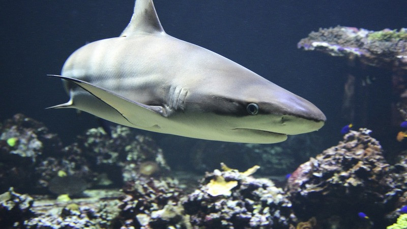 Jalisco ordena cerrar playa de Melaque tras ataques de tiburón 