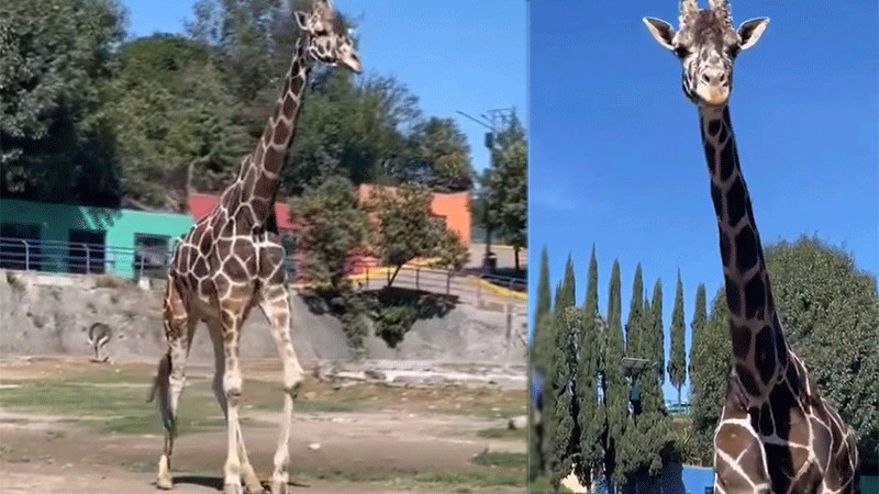 Muere “Yoyo”, la jirafa, en zoológico de Tlaxcala 