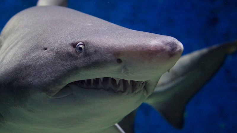 Turista muere al ser atacada por un tiburón, en Bahamas 