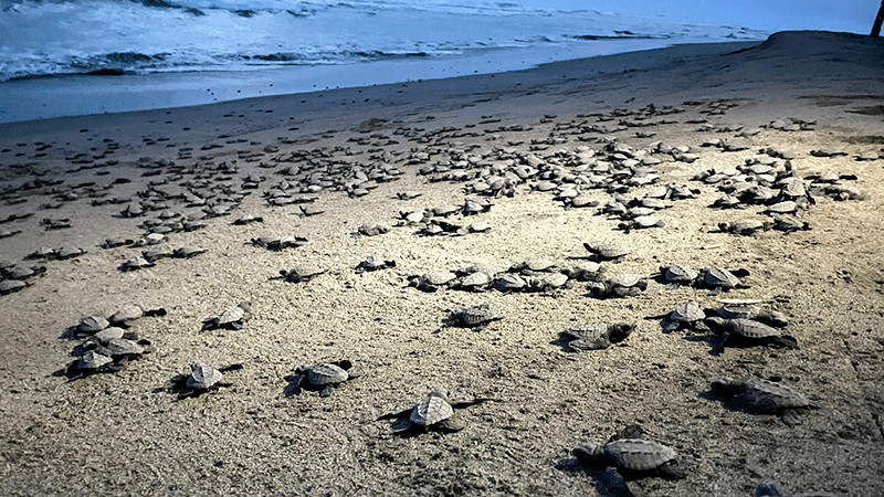 Escápate del frío y lánzate a liberar tortugas en El Habillal de LC