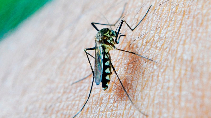 Reportan al menos 21 muertes por brote de dengue en Malí; hay al menos 600 contagios 