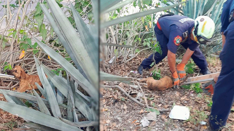 Rescatan a perro atrapado entre plantas de agave en Yucatán 
