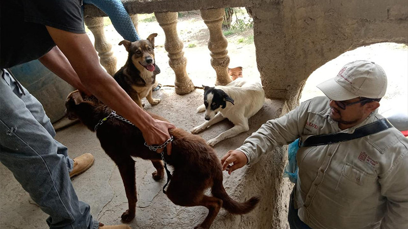 Refuerza Salud Michoacán vacunación antirrábica en Tierra Caliente
