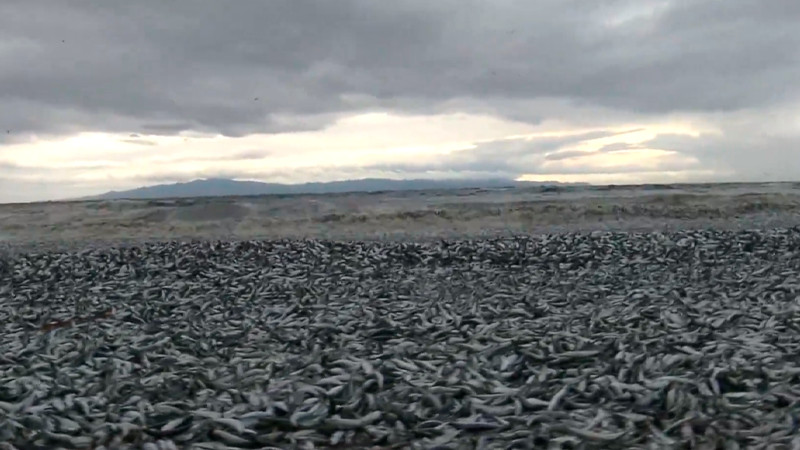 Encuentran miles de peces y sardinas varados en las costas de Hakodate, Japón 