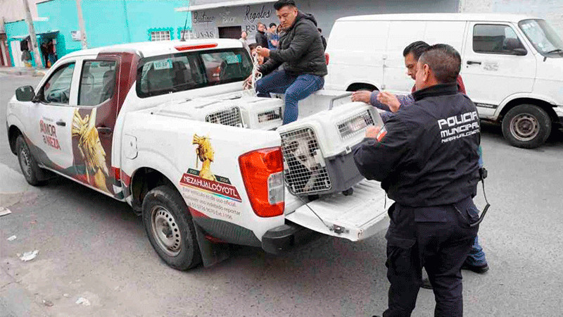 Policía de Nezahualcóyotl rescata a 6 perritos en condiciones insalubres 