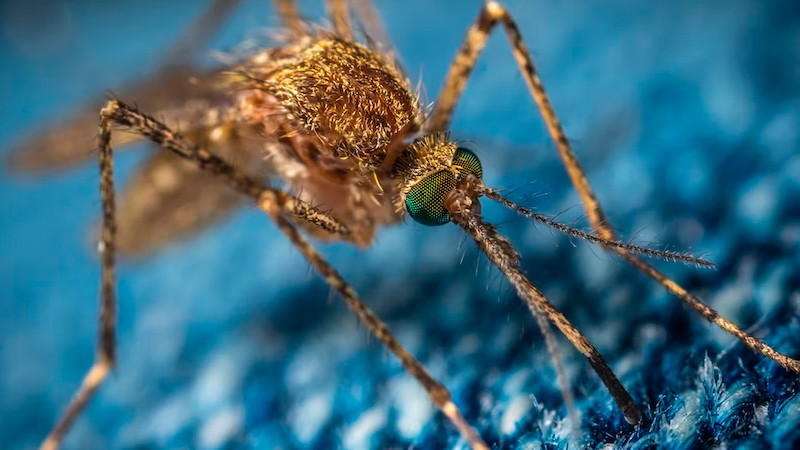 Suman 529 casos de dengue en Guerrero, tras paso del huracán "Otis" 