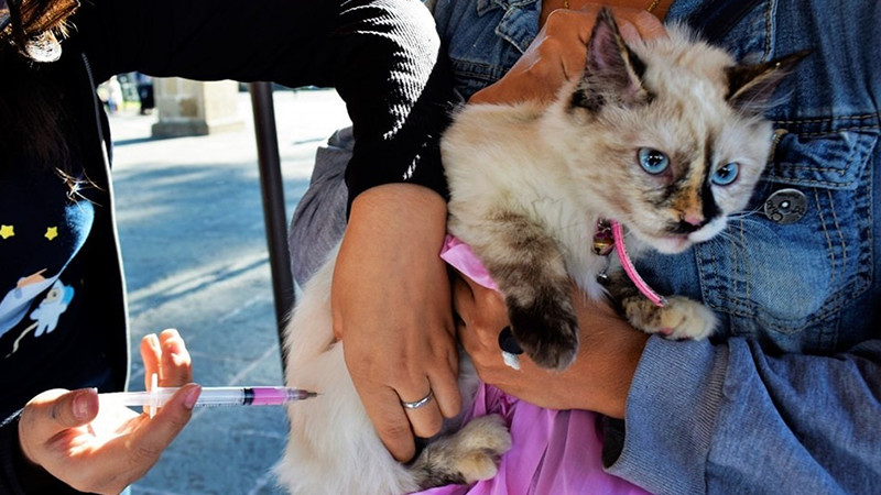 Este jueves, último día de vacunación antirrábica en Morelia