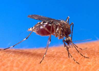 Está circulando virus del Dengue y Zika en la JS07, por lo que recomiendan extremar precauciones 