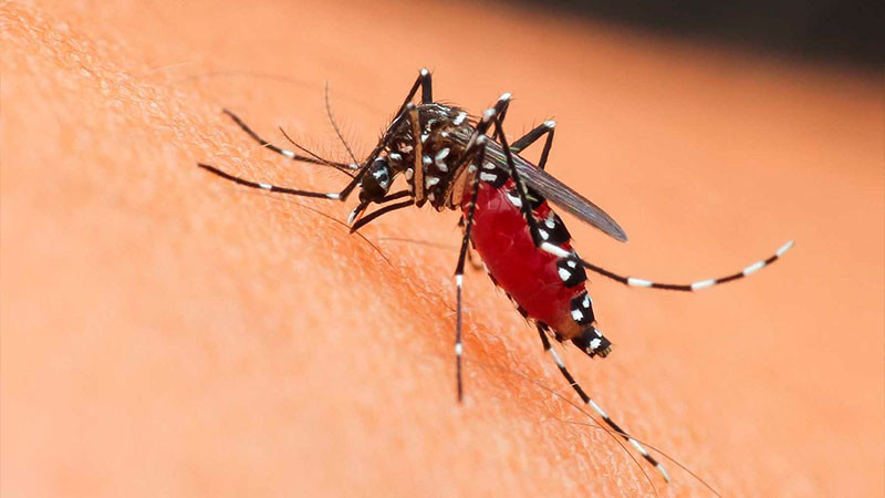 A pesar de bajas temperaturas, el dengue no baja en Hidalgo; reportan 619 casos 