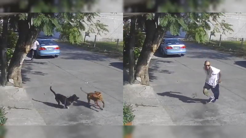 Se le cae pierna a hombre que intentó atropellar a perros en Morelia: Usó a su perro para atacarlos 