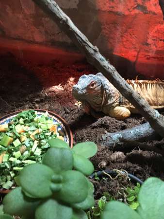 “Reptiles”, nueva exposición del Museo de Historia Natural 