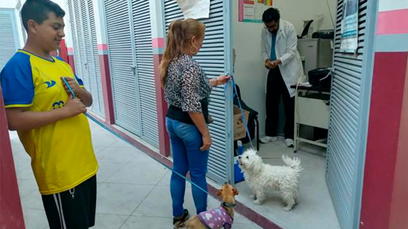 Registra Salud Michoacán 12 mil 600 perros y gatos vacunados contra la rabia, en Uruapan 