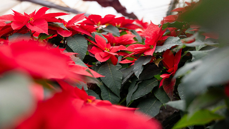 Zitácuaro pinta de Navidad cada rincón de México con la flor de Nochebuena