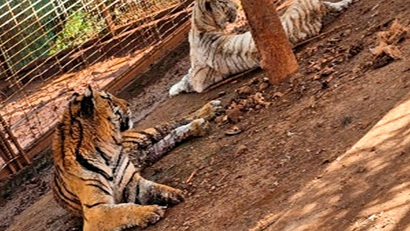 En Jalisco, aseguran dos tigres y cinco jaguares durante un cateo  