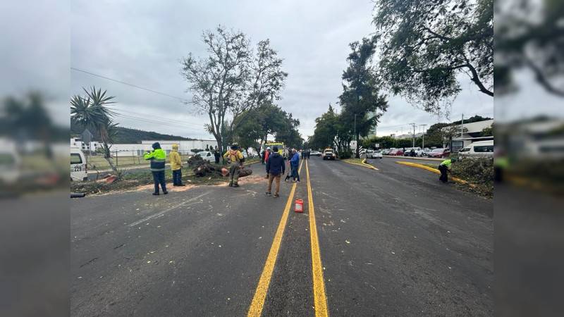 Brigadas municipales retiran árbol que cayó en Avenida Camelinas