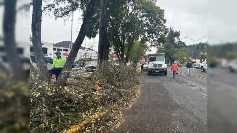 Brigadas municipales retiran árbol que cayó en Avenida Camelinas
