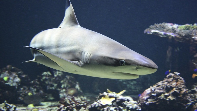 Joven muere por ataque de tiburón en zona de práctica de surf, Australia 