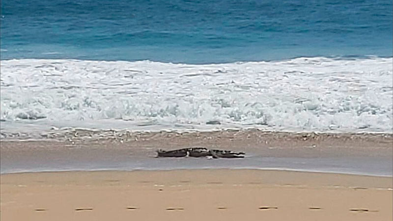 Autoridades emiten alerta por presencia de cocodrilos en playa de Ixtapa-Zihuatanejo 