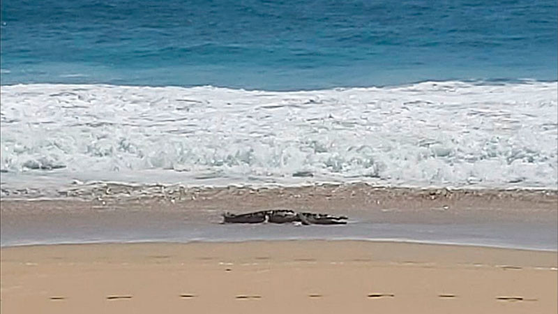 Autoridades emiten alerta por presencia de cocodrilos en playa de Ixtapa-Zihuatanejo 