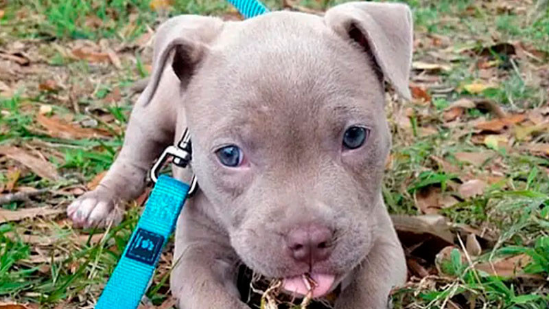 Rescatan a 13 pitbulls que vivían hacinados en la CDMX 