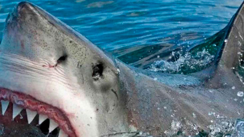 En Playa de Sonora, pescador pierde la vida tras ser atacado por un tiburón 