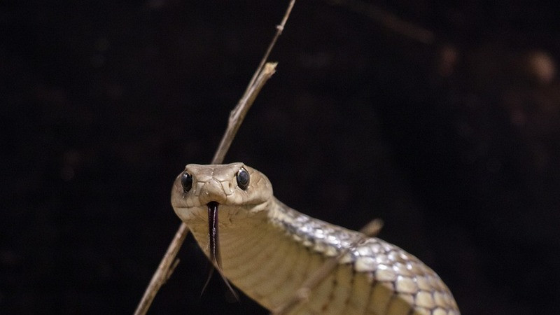 Víbora interrumpe partido del ATP 250 de Brisbane 