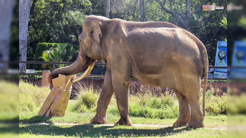 ¡Dale, dale, dale!, habitantes del Zoo de Morelia reciben el 2024 con piñatas