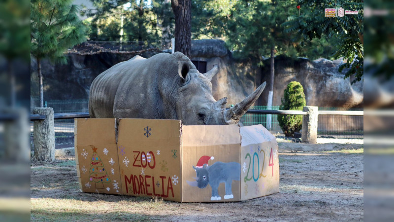 ¡Dale, dale, dale!, habitantes del Zoo de Morelia reciben el 2024 con piñatas