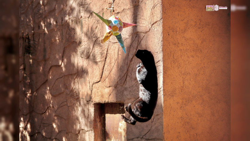 ¡Dale, dale, dale!, habitantes del Zoo de Morelia reciben el 2024 con piñatas