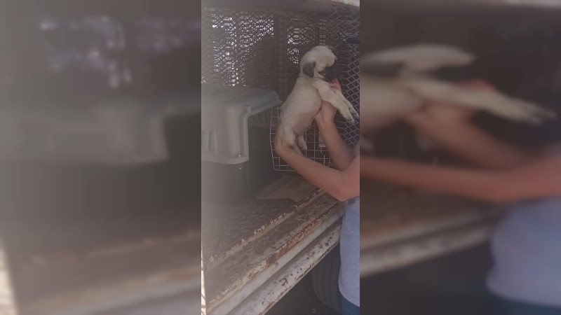Centro de Atención Animal de Morelia inicia operativos para evitar venta de animales en la vía pública 