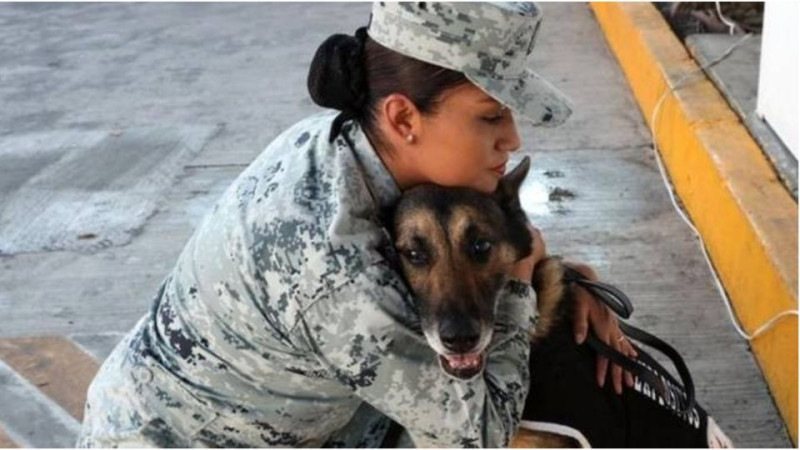 Jubilan a 34 perritos de la Guardia Nacional  