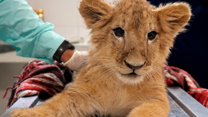 Recibió Zoo de Morelia en resguardo 71 ejemplares de Profepa