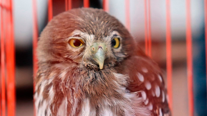 Recibió Zoo de Morelia en resguardo 71 ejemplares de Profepa