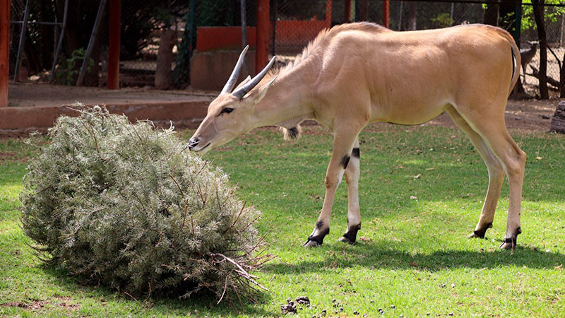 Inicia reciclaje de árboles de Navidad en el Zoológico de Morelia 