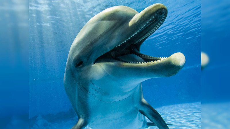 Rescatan a dos delfines varados en playas en Yucatán 
