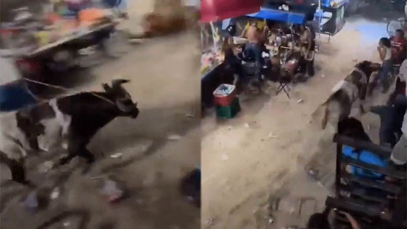 Toro escapa y provoca pánico en Timucuy, Yucatán 